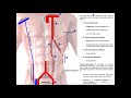 Blood Supply to the Anterior Abdominal Wall