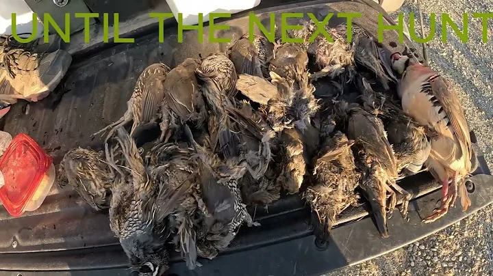 Southern California Valley Quail hunting