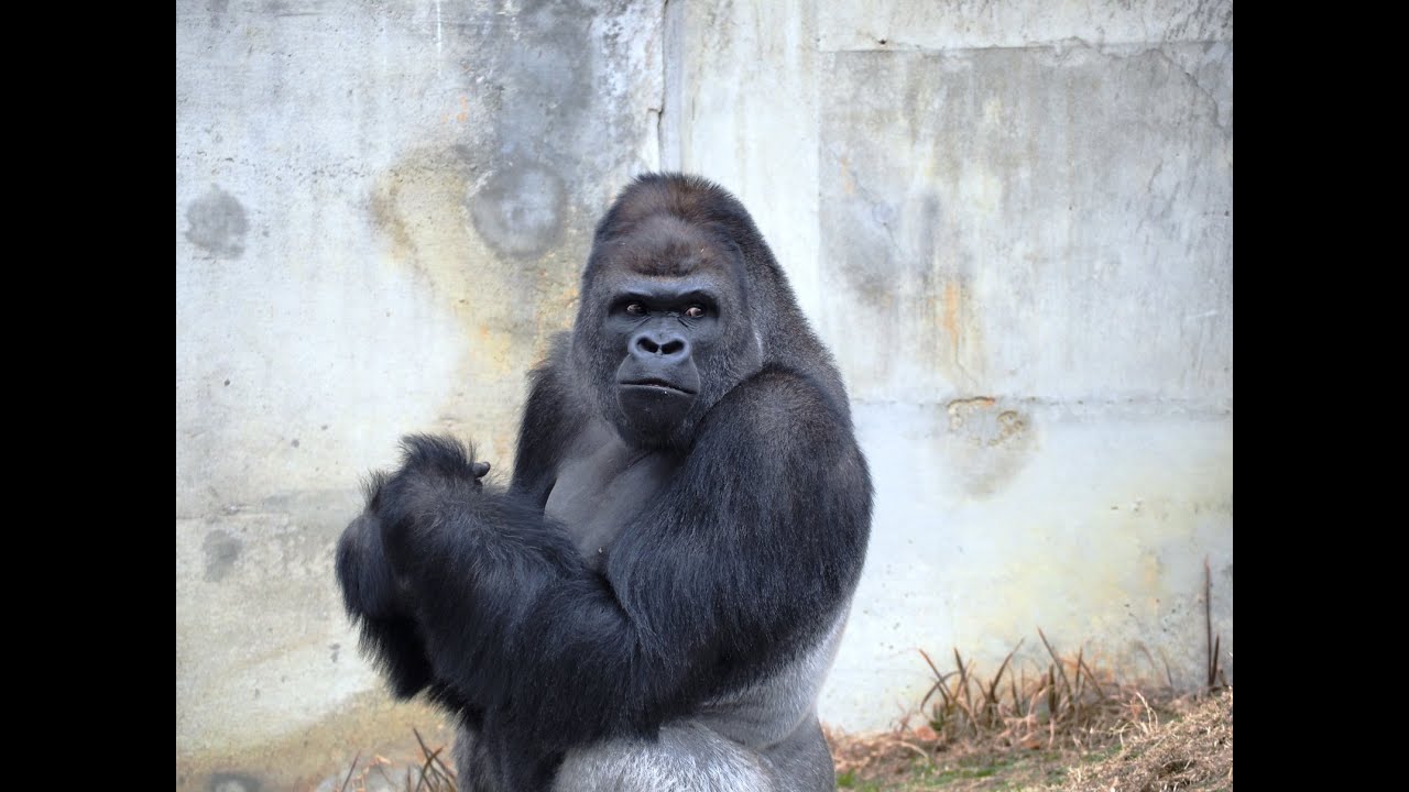 イケメンなゴリラのシャバーニ 東山動物園 16年2月12日撮影 魚 自然 田舎 旅をオヤジが撮影