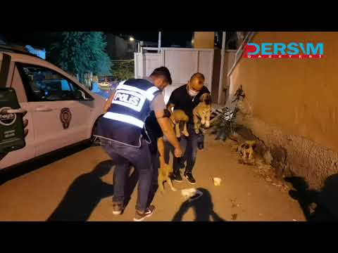 Video: Torbaya Bağlanıp Nehre Atılan Yeni Doğan Yavru Köpekler Kurtarıldı