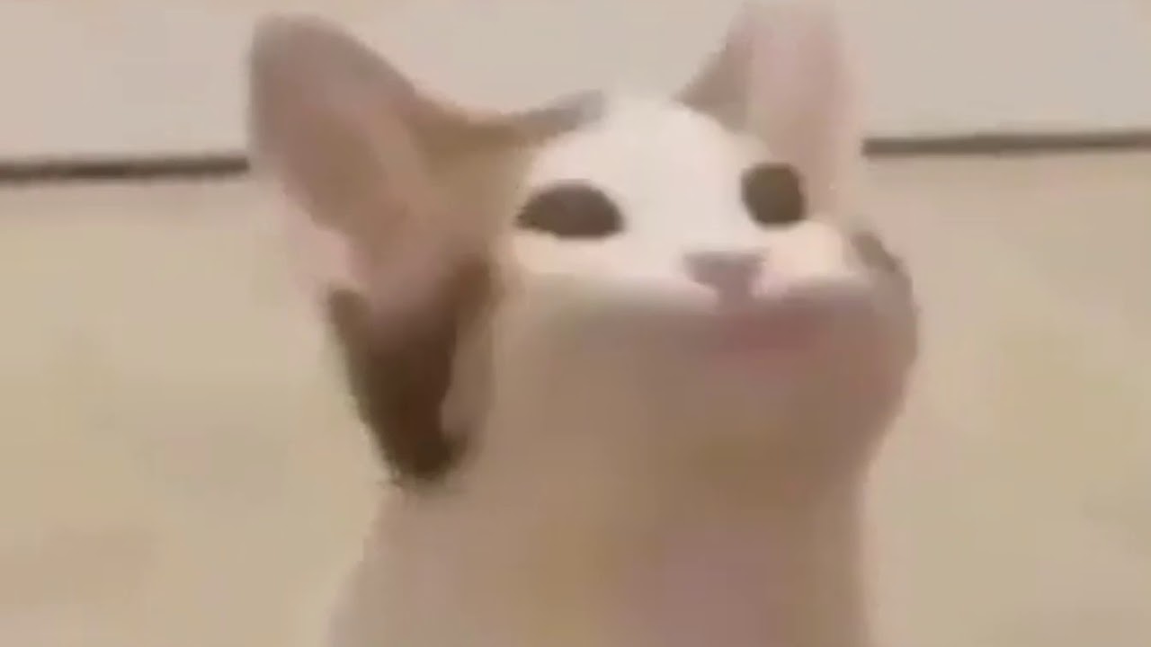 original pop cat during 10 minute 7 second