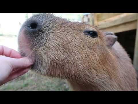 Capybara Tries Cranberries For The First Time (ASMR)