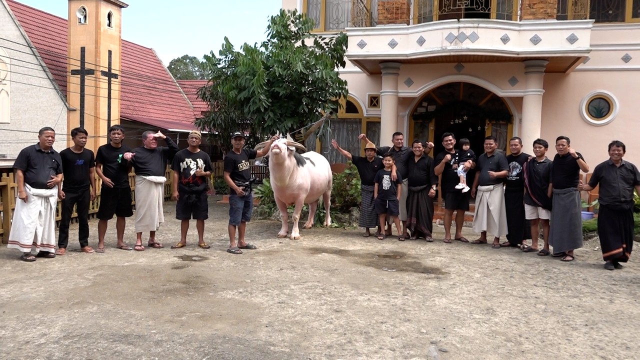 Penjemputan Kerbau Lotong Boko' upacara adat pemakaman Almh. Martha Tappi' Nenek Cintya di Sereale