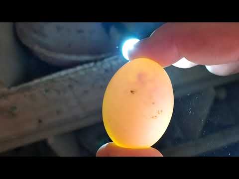 Βίντεο: Αυγό κότας. Βλάβη ή όφελος