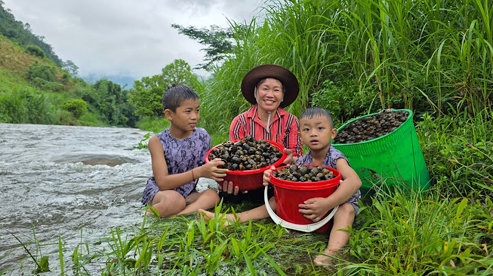 Single mother and two sons go catch snails to sell for money to buy food ĐANG THI DU