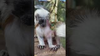 Tamarins