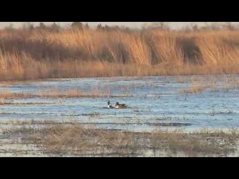 Migration Map Ducks:  Nature's Greatest Navigators?