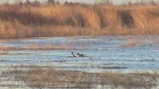 Duck Migration