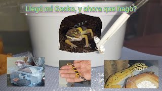 Todo lo que necesitas antes de que llegue tu Gecko Leopardo!!🛖🦎