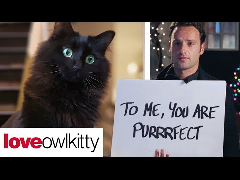 love-actually-but-with-a-cat-(owlkitty-parody)