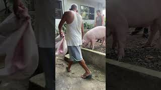 Guiding Pig to Farrow Pin. How heavy she is 😄 #pig #animals #pigfeed #piggy #philippines #pigging