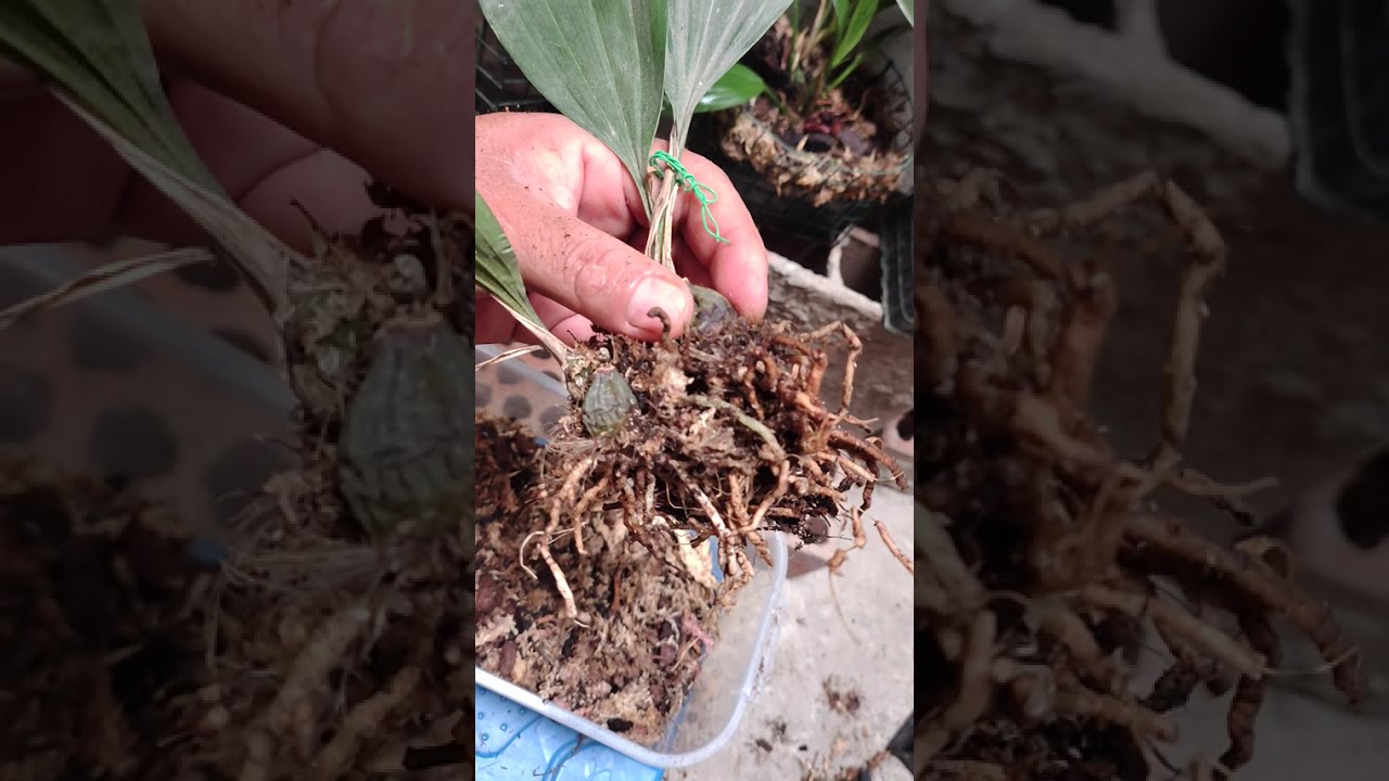 RESCATANDO ORQUÍDEA STANHOPEA 