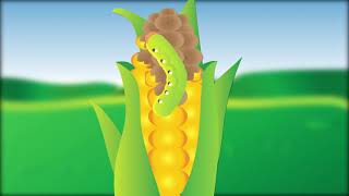 Climate, Agriculture and the Challenges Ahead