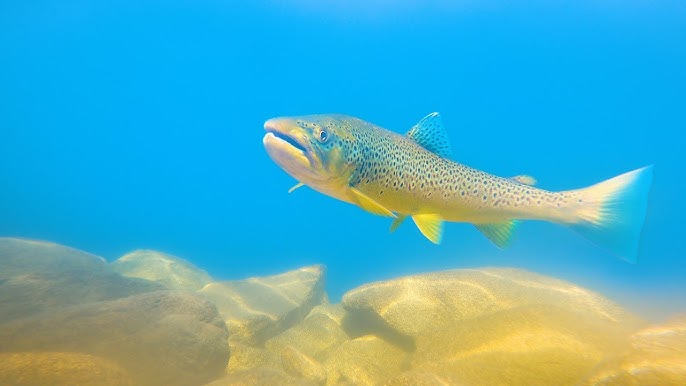 What Kind of Fish Live in These Eastern Sierra Lakes?