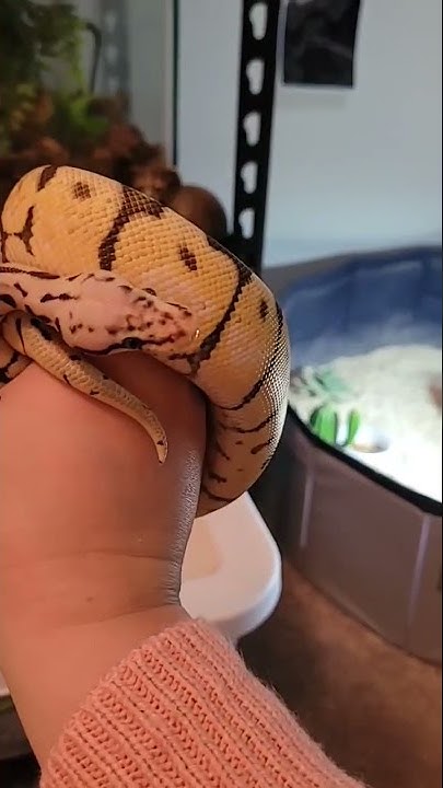 derpy ball python - YouTube