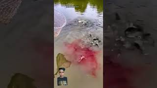 How To Catch Fish By Syrup? Amazing Fish Hunting Method