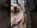_PETAKILAAN,. 😂 #catshorts #kucinglucu #kucingcomel #mozzamam #catvideos