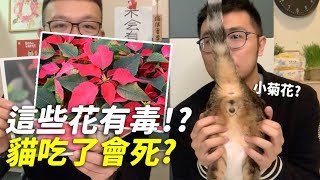 【這些花有毒貓吃了會死】志銘與狸貓