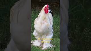 Les 10 plus gros poulets du monde: Les poulets Brahma