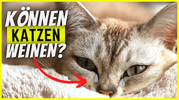 Wie können Katzen weinen?