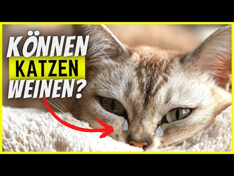 Video: 24 Fotos, die beweisen, dass Tiere reine Herzen sind