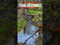 Живой лесной ручей — звуки дикой природы для релакса 🌲💧 #леснойручей #звукиприроды #релакс