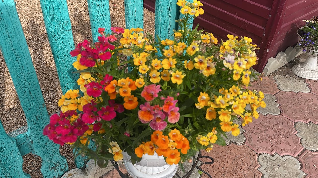 🏡 Я дома! Обзор усадьбы спустя неделю. Насколько же подросли цветы 🤔