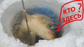 видео: ЖОР КАРПА в ГЛУХОЗИМЬЕ!!! Карпы переворачивают ЖЕРЛИЦЫ! Карп зимой 2022 картинка: ЖОР КАРПА в ГЛУХОЗИМЬЕ!!! Карпы переворачивают ЖЕРЛИЦЫ! Карп зимой 2022