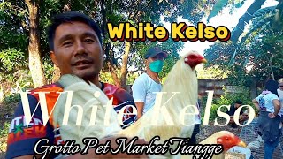 White Kelso Bagsak Presyo | Grotto Pet Market Tiangge | May 12 2024