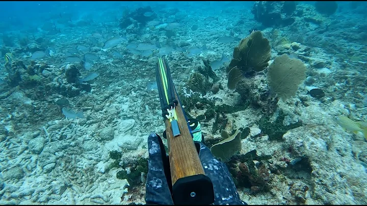 Mangrove Snapper Spawn Spearfishing | Florida Keys...