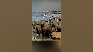 Самый крупный и дружелюбный грызун в мире. Капибара. #shorts