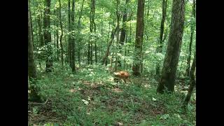 Feeding a hungry deer