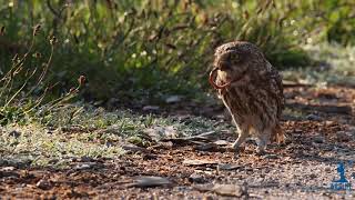 Athene Noctua Little Owl, Bufi I Vogel. Kamenice, Kosovo.