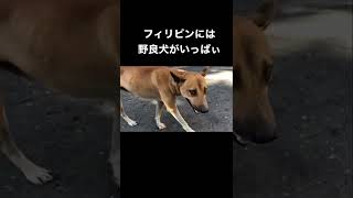 フィリピンの野良犬のキンタマを見た結果
