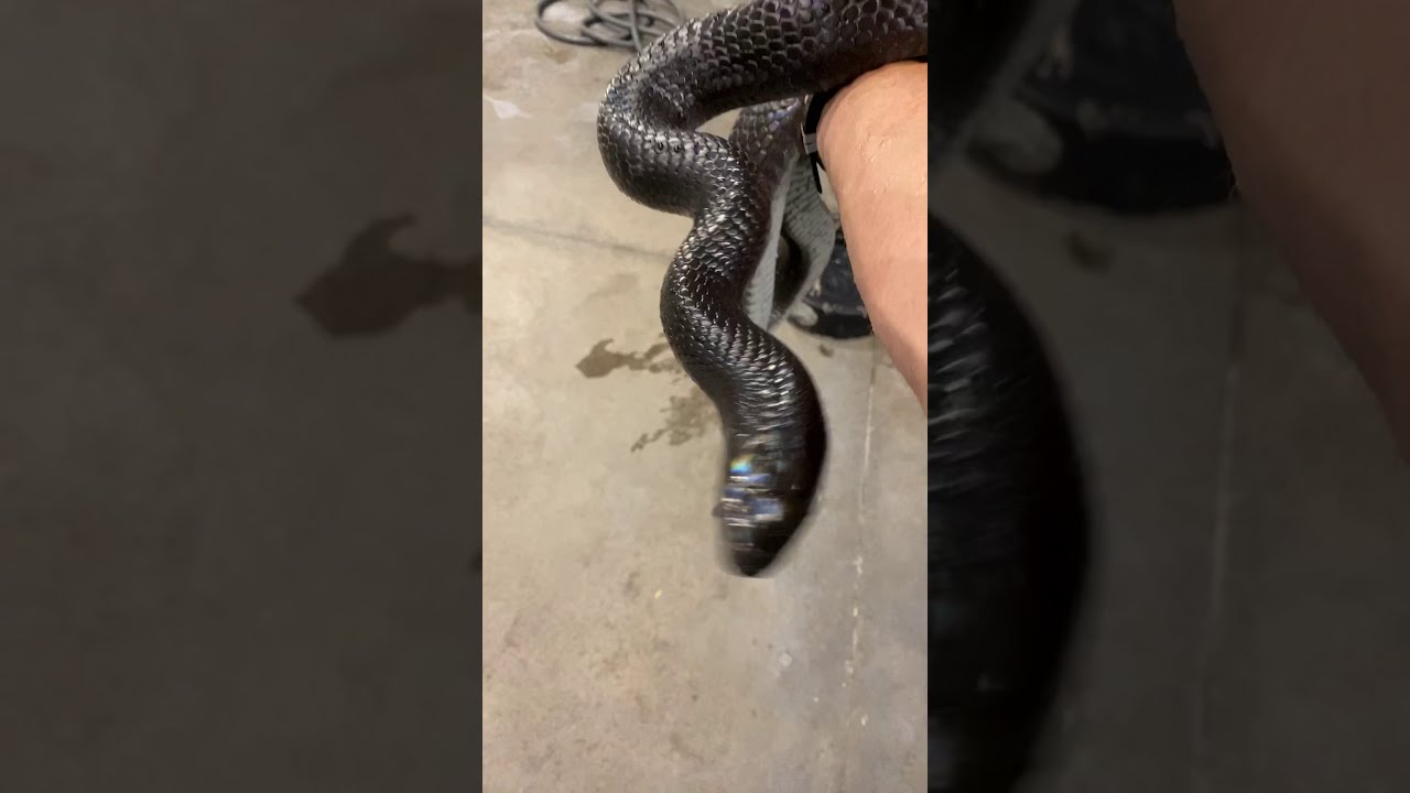 Our Girl Midnight - Eastern Indigo Snake - Wildfire Retics