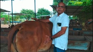 INDIAN GIR COW SHED CLEANING & PREGNANT GIR COW