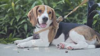 Train Your Beagle to Coexist Peacefully With Small Animals