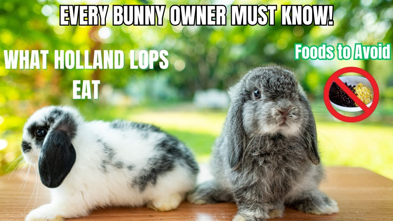 What Holland Lops Eat | Full Diet Plan, Treats & Foods to Avoid