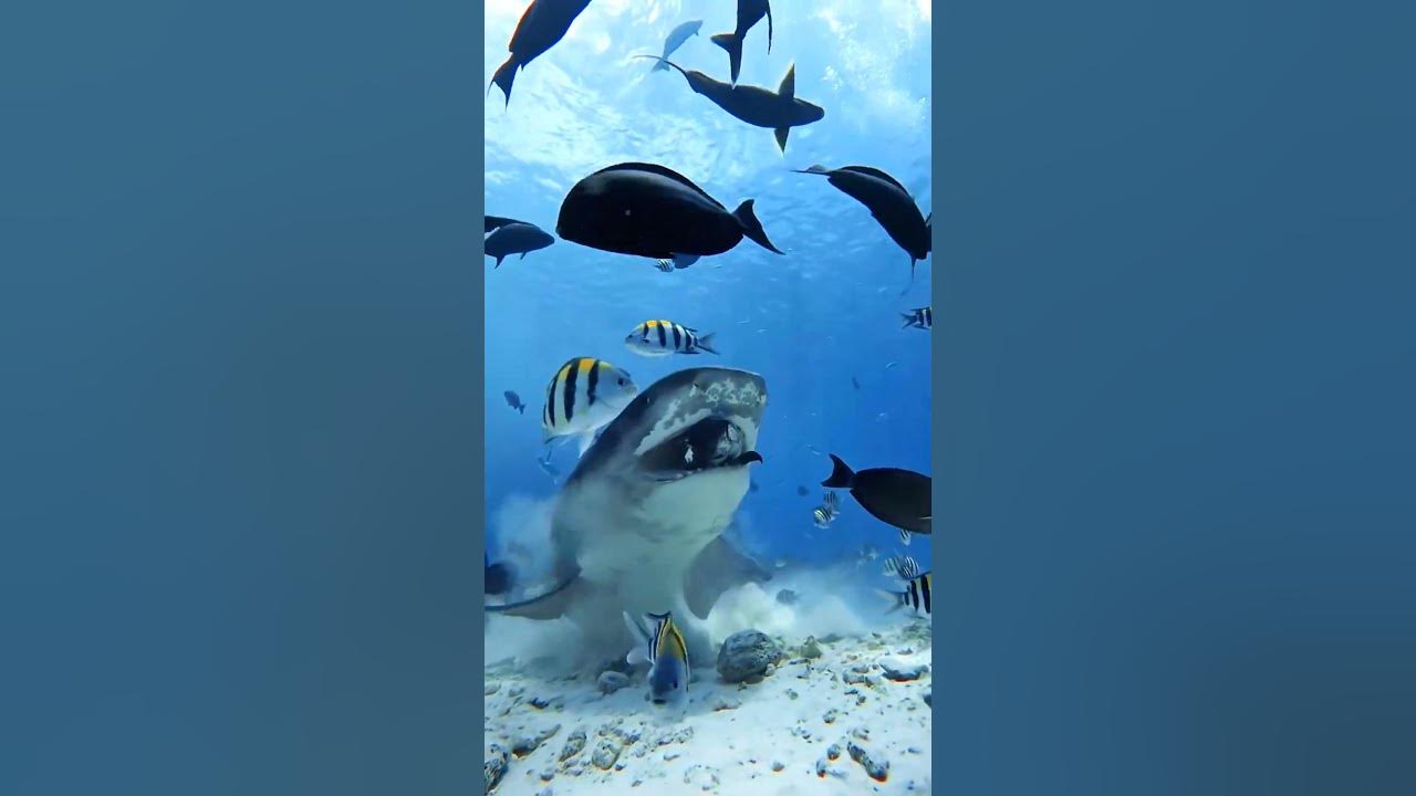 Fine dining, Tiger shark style;One tuna head, no sides - YouTube