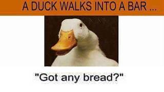 A duck walks into a bar