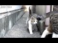 野良猫の子猫がとことこ通って来る!ある日ボス猫が同伴してて大感動!!