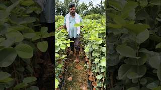 Red sandal plants shipping to coustomer #redsandal #pushpa #wood #farm #plants