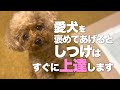愛犬を褒めるしつけ 丁寧にしつけられた犬が見せる行動