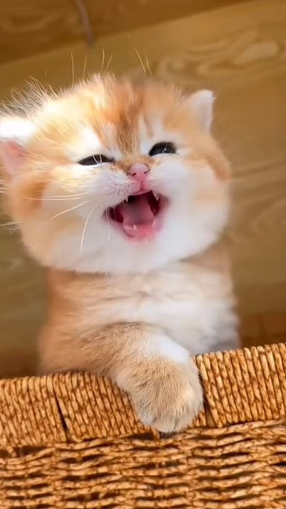 Suara kucing imut yang lucu meow mirip motor balap #kucing #kucinglucu #kucingimut