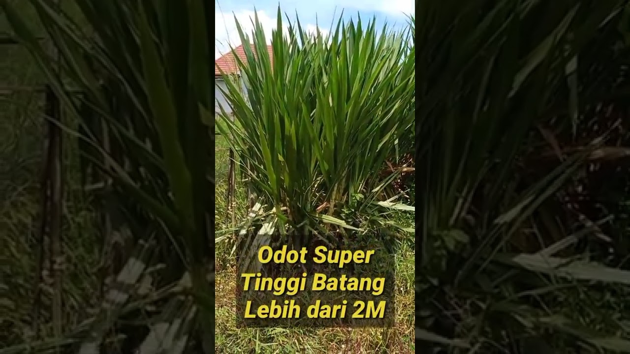 Rumput Odot Jumbo // Idaman ini Mah..//Odot Super