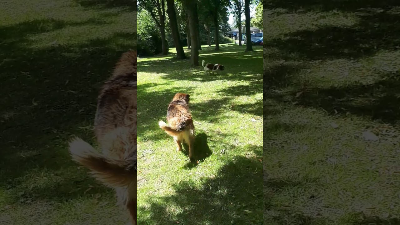 camera iphone 8 plus apk Kangaroo of hond lol