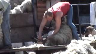 Sheep Shearing