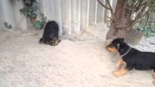 Curioza És Capo Játszanak 2015.07.01.