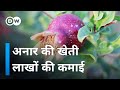 राजस्थान में अनार की खेती, मुनाफे का सौदा [Pomegranate Farming in Jodhpur]