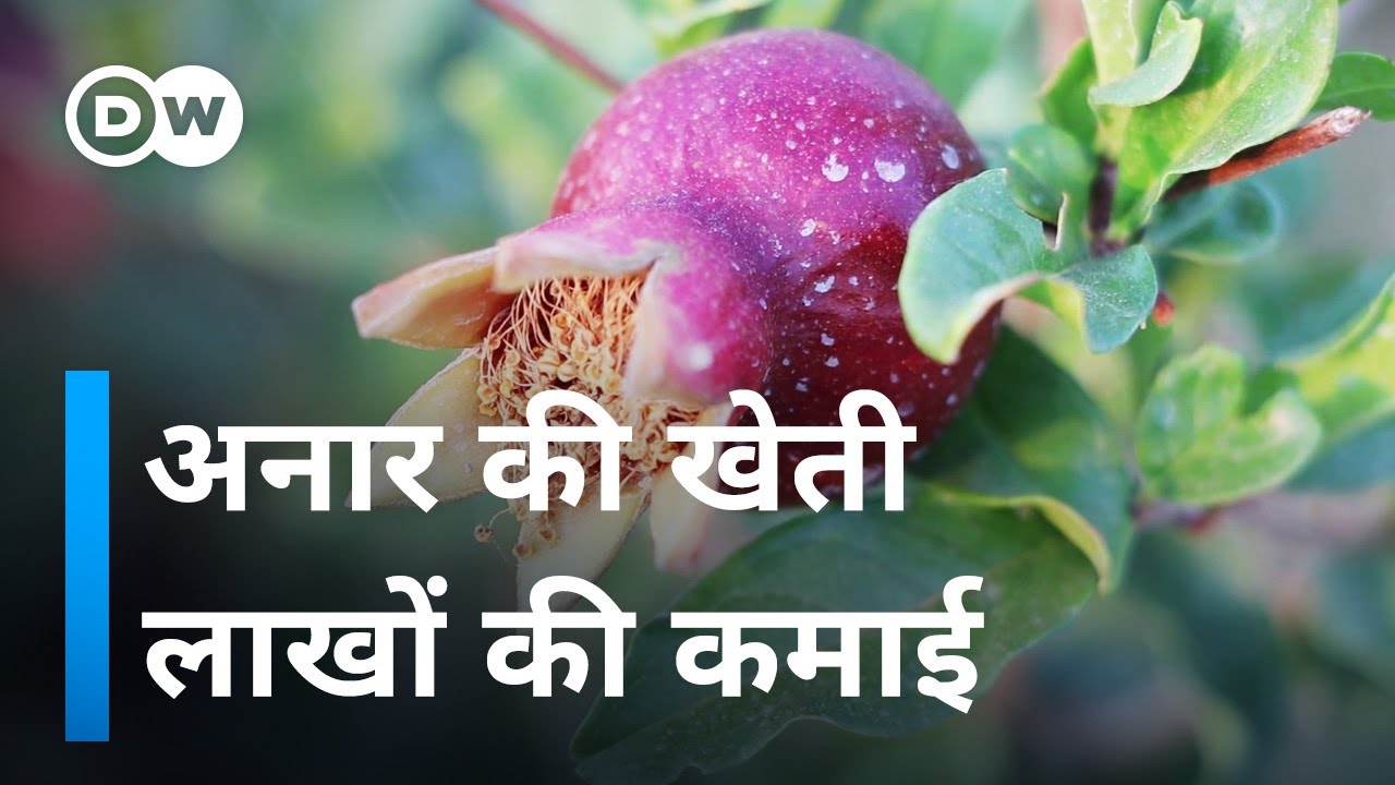 राजस्थान में अनार की खेती, मुनाफे का सौदा [Pomegranate Farming in Jodhpur]
